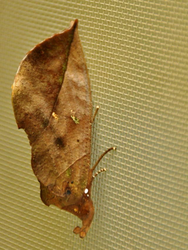 Leaf bug and it's amazing camouflauge